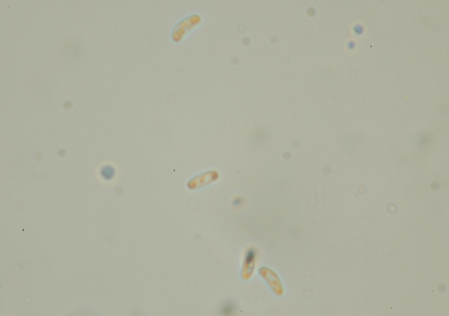 Sfida al microscopio!!